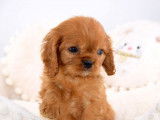 &Agrave; vendre 5 chiots Cavaliers King Charles LOF