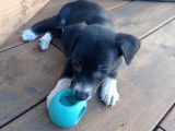 Chiot noir avec marque blanche à donner