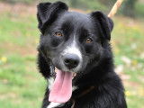 Chien Border Collie à donner