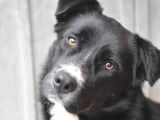 Chien Border Collie à donner