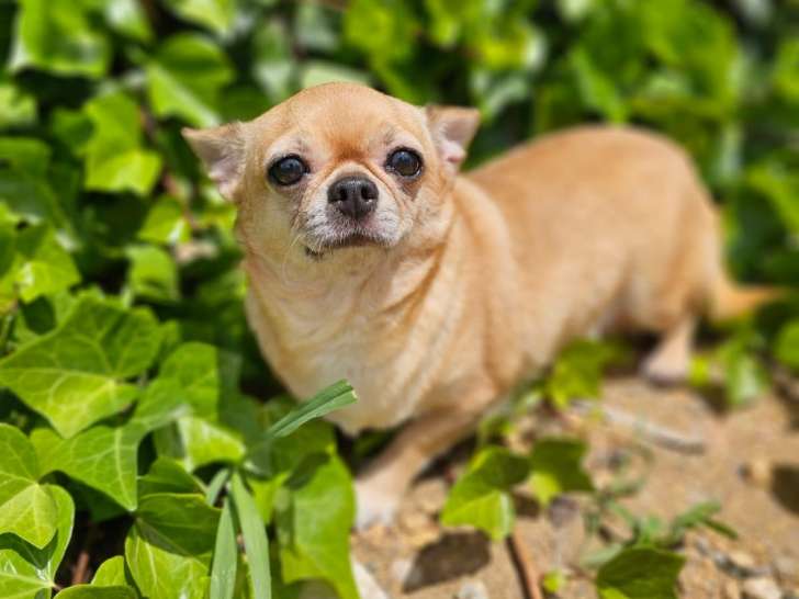 Chienne Chihuahua à céder