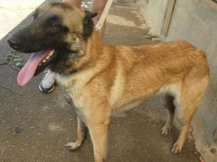 Chienne Berger Malinois à adopter