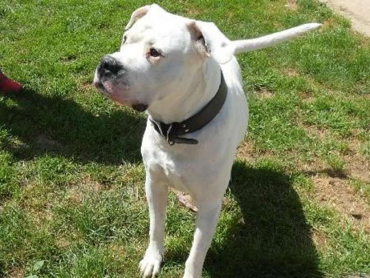 Chien Dogue Argentin à adopter