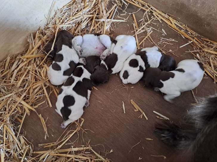 Chiots de race Petit Epagneul de Münster à vendre (4 femelles & 2 mâles)