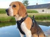 Mâle Beagle disponible pour saillie
