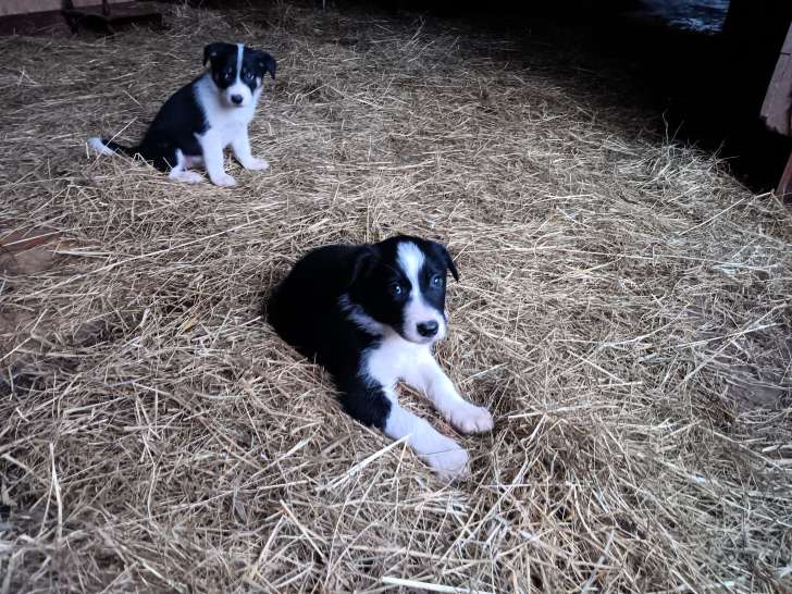 4 chiots femelle disponible