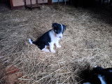 4 chiots femelle disponible
