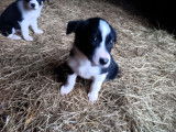 4 chiots femelle disponible