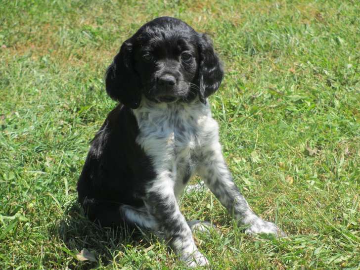 Chiots Epagneul Breton LOF à vendre
