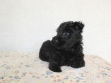 Chiots Scottish Terrier LOF à vendre
