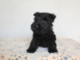 Chiots Scottish Terrier LOF à vendre