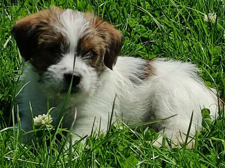 Magnifiques chiots Jack Russell à poil dur à vendre