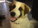 Recherche femelle Patou pour saillie