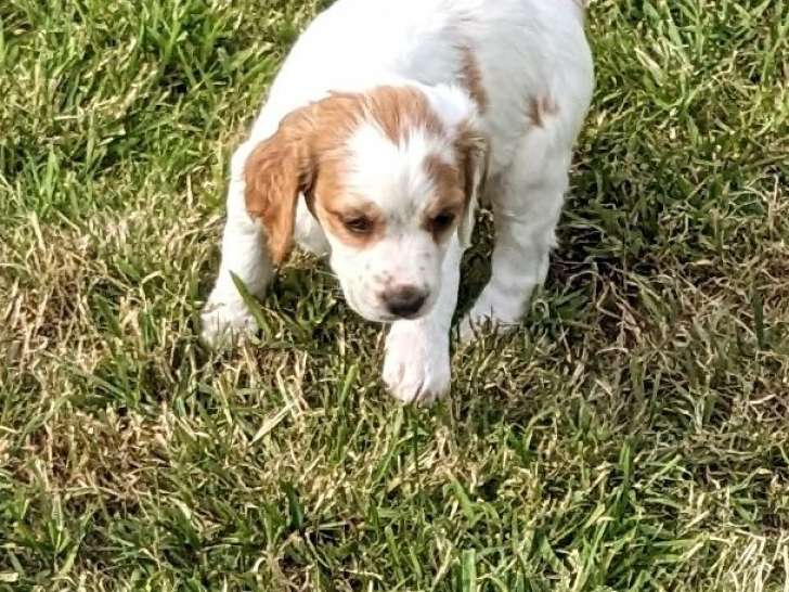 Chiots Épagneul Breton LOF à vendre