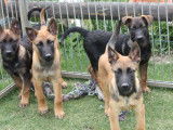 6 chiots Bergers Belges Malinois LOF disponibles &agrave; la vente