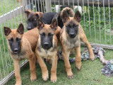 6 chiots Bergers Belges Malinois LOF disponibles &agrave; la vente