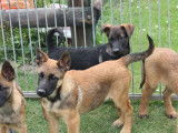 6 chiots Bergers Belges Malinois LOF disponibles &agrave; la vente