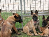 6 chiots Bergers Belges Malinois LOF disponibles &agrave; la vente