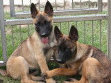 6 chiots Bergers Belges Malinois LOF disponibles &agrave; la vente