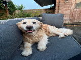 Cherche femelle Golden Retriever pour saillie