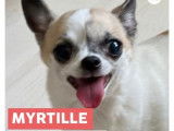 Chienne Chihuahua à donner