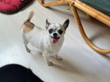 Chienne Chihuahua à donner
