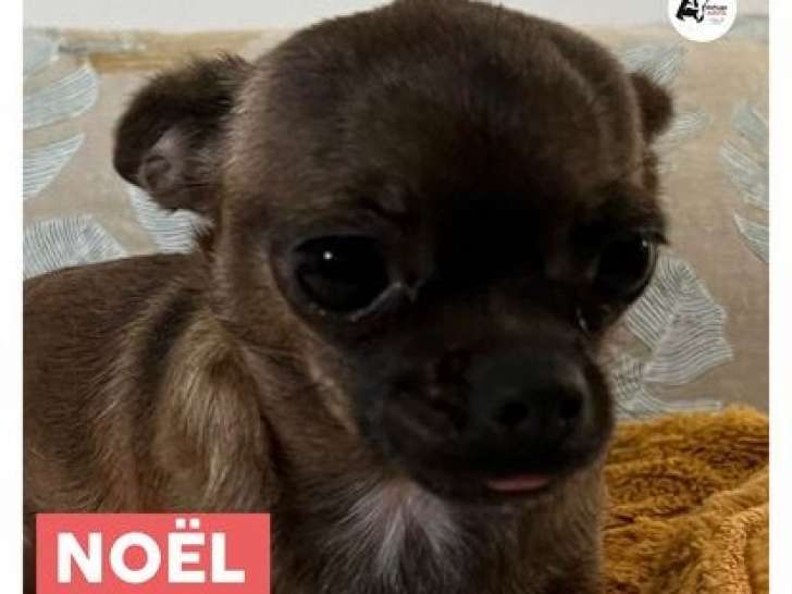 Chienne à donner