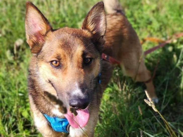 Chienne à donner