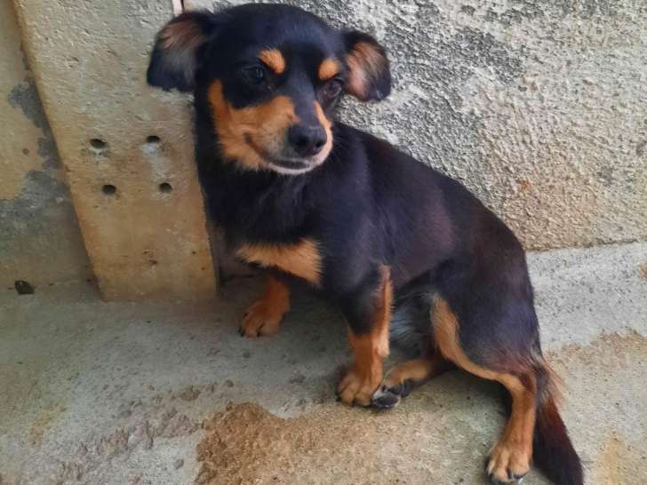 Chien Pinscher Allemand à donner