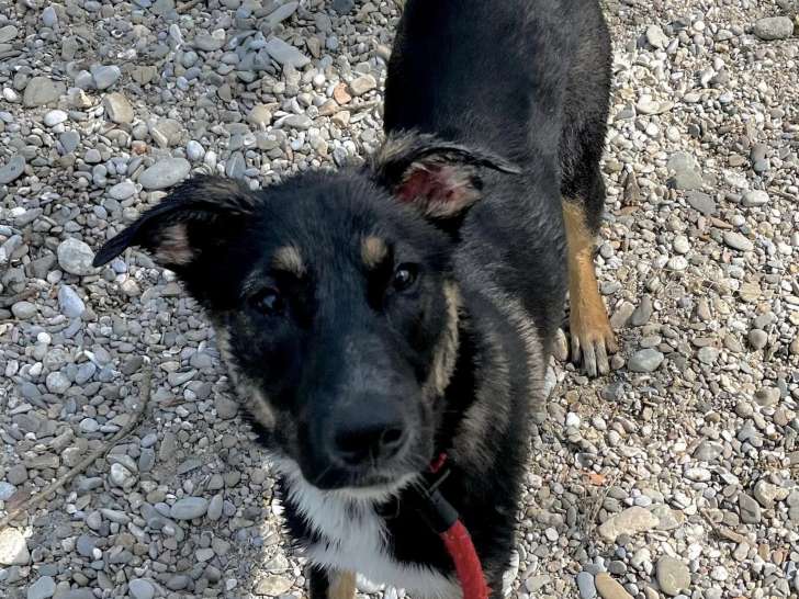 Chiot femelle à adopter