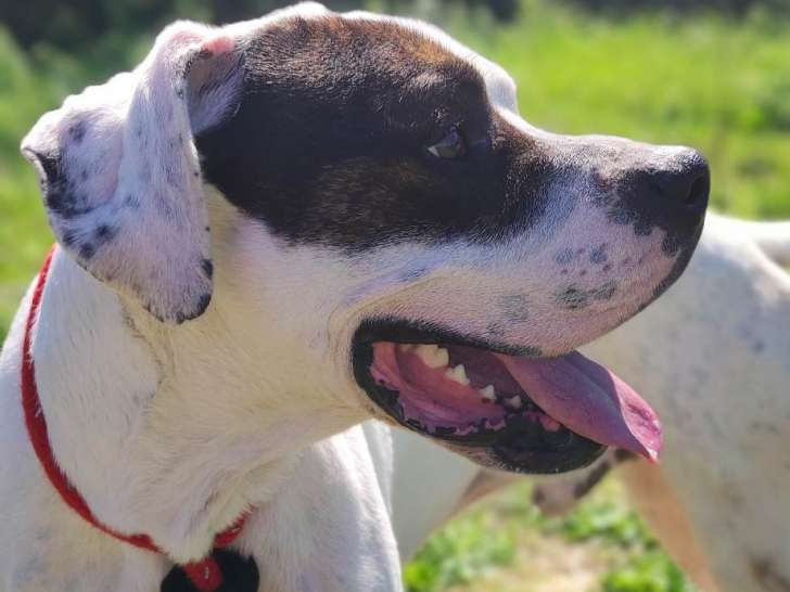 Chien marron et blanc à donner