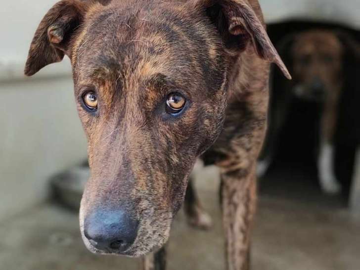 Chiot mâle bringé à donner