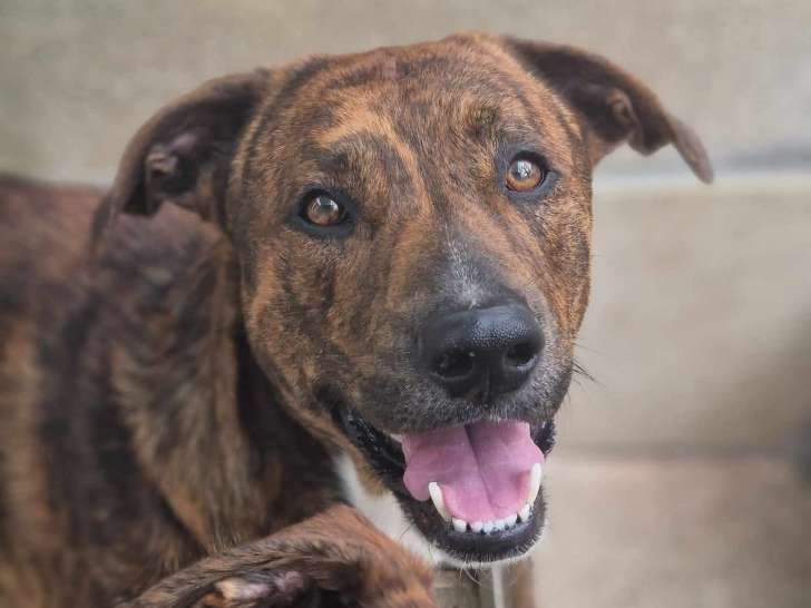 Chien à adopter