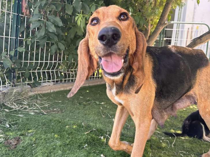 Chienne noir et feu à adopter