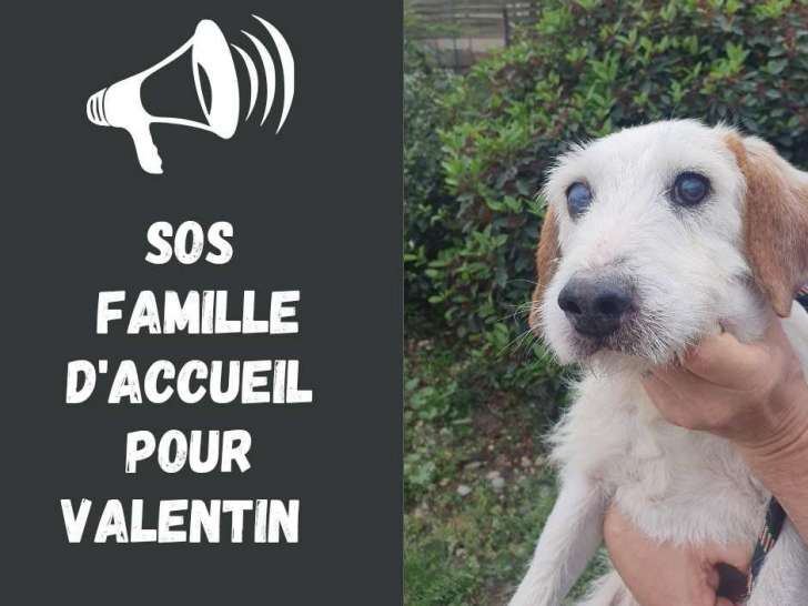 Chien Griffon à donner