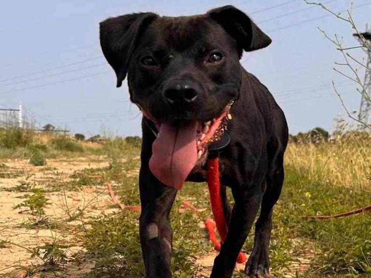 Chien noir à donner