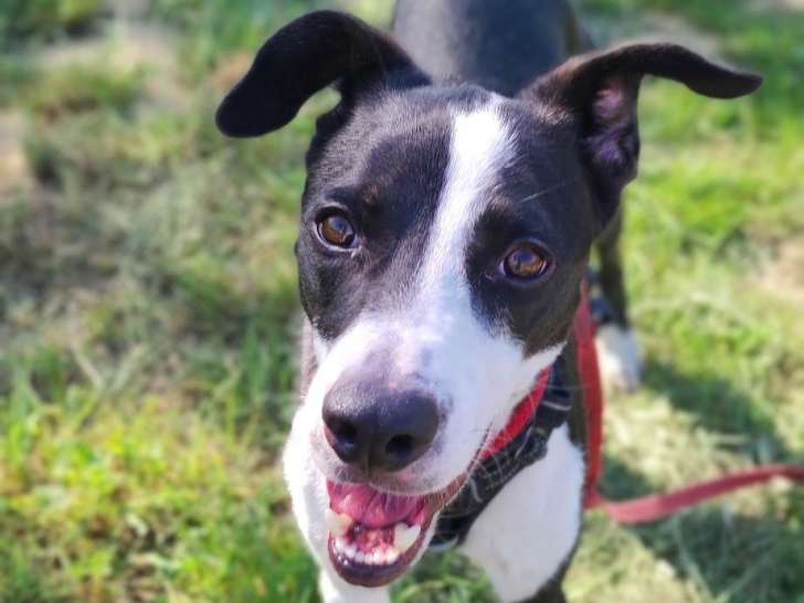 Chien noir et blanc à adopter