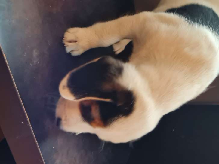 Chiots Beagle croisé Jack Russel à vendre