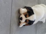 Chiots Beagle croisé Jack Russel à vendre
