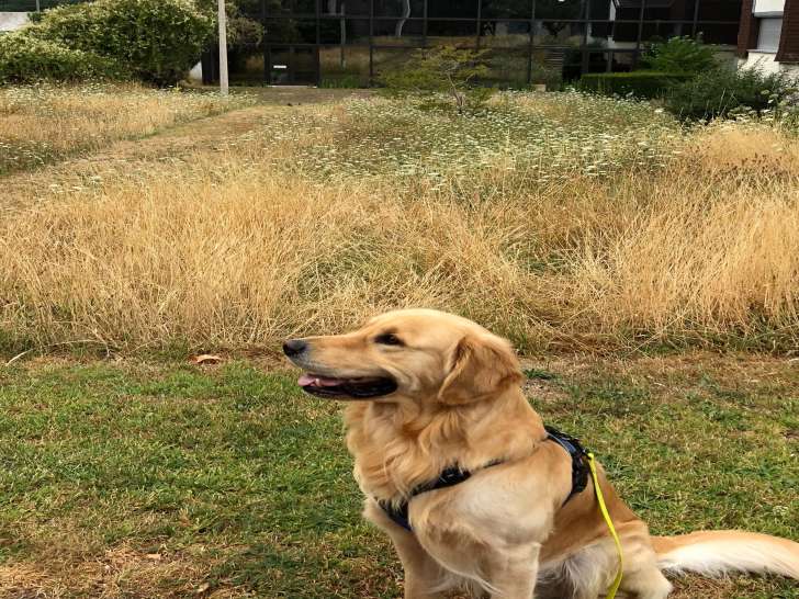 Mâle Golden Retriever disponible pour saillie