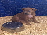 Chiots American Bully à vendre