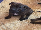 Chiots American Bully à vendre