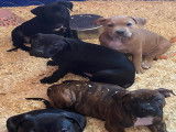 Chiots American Bully à vendre