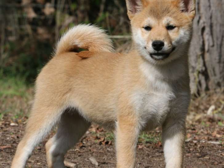 Magnifiques chiots Shiba Inu LOF