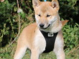Magnifiques chiots Shiba Inu LOF
