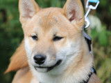 Magnifiques chiots Shiba Inu LOF
