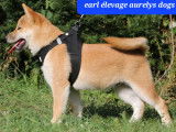 Magnifiques chiots Shiba Inu LOF