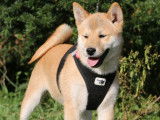 Magnifiques chiots Shiba Inu LOF