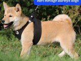 Magnifiques chiots Shiba Inu LOF