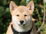 Magnifiques chiots Shiba Inu LOF